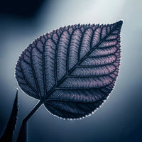 10-in-1 Herbal Complex